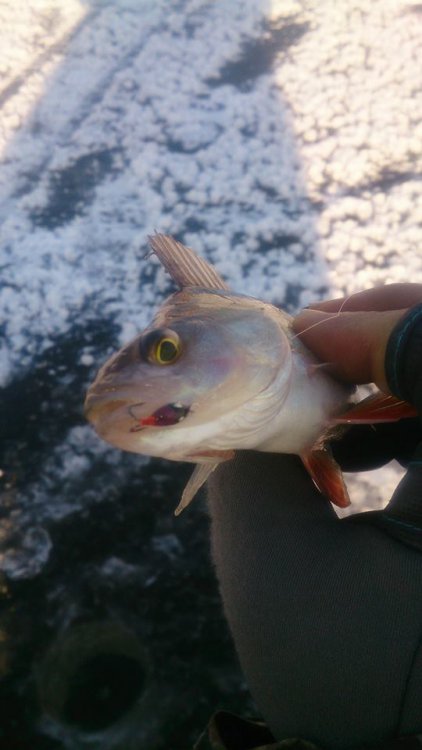 okonek z kozą RoBo.jpg