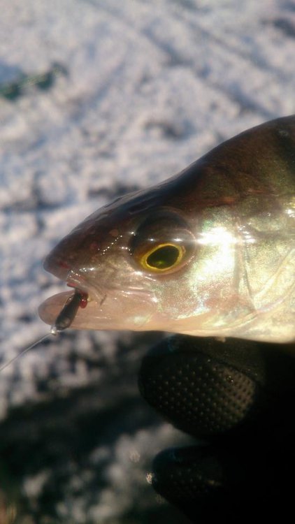 okonek z żukiem RoBo.jpg