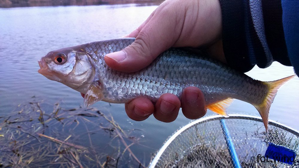 Więcej informacji o „Inauguracja sezonu spławikowego 2017.”