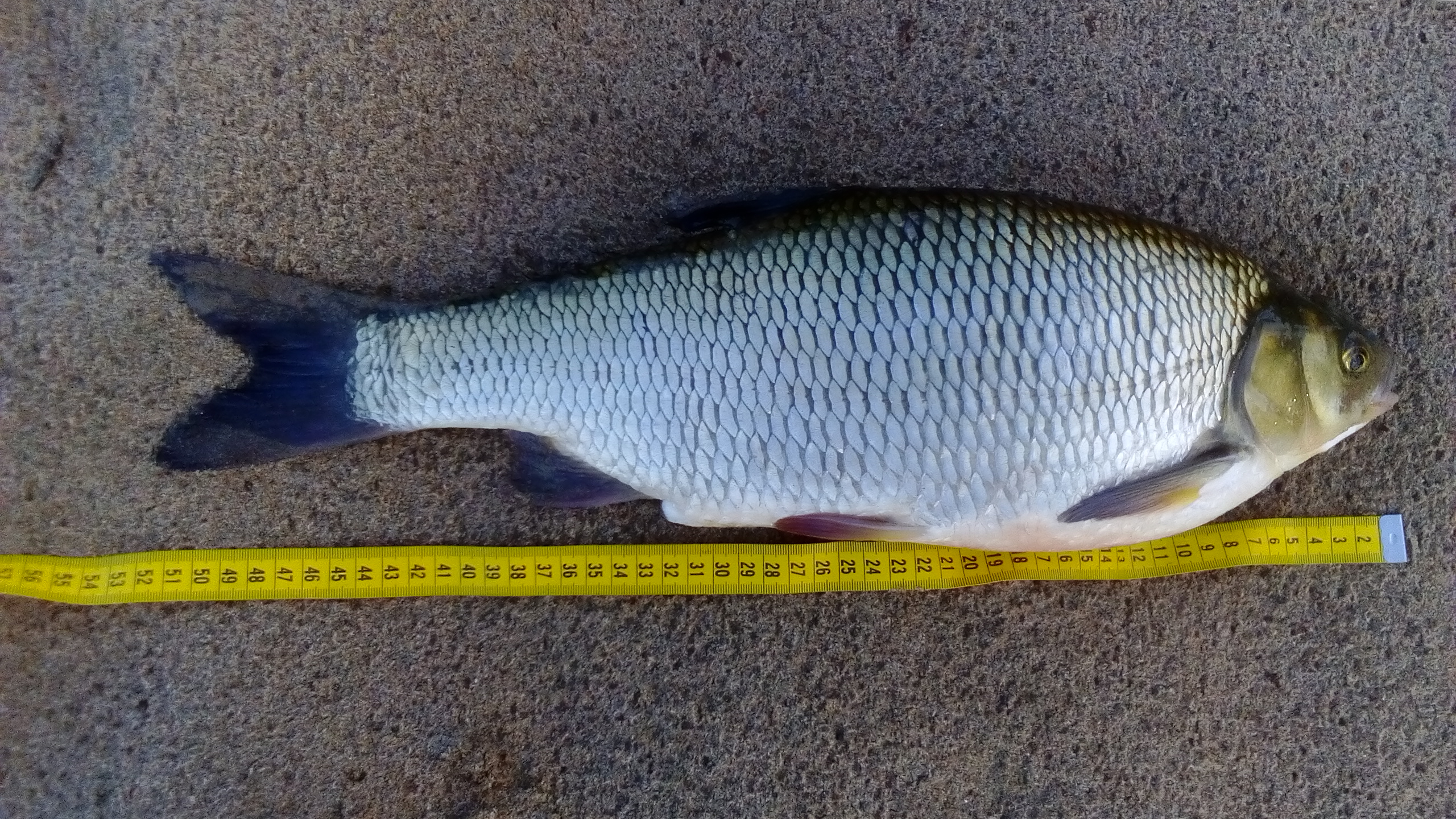 Jaka to ryba? - Ogólne Rozmowy - Forum Wędkarskie