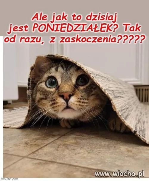 92775886_poniedziaek.jpg.1c4c569187c18a6f25834b416844ace1.jpg